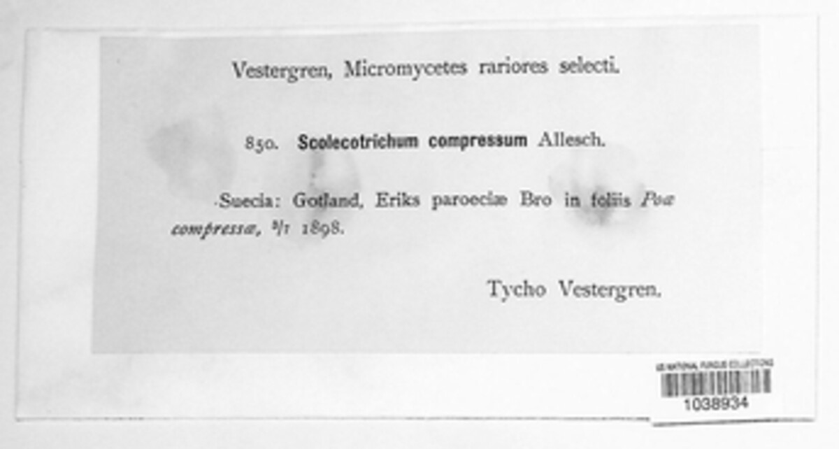 Scolicotrichum compressum image